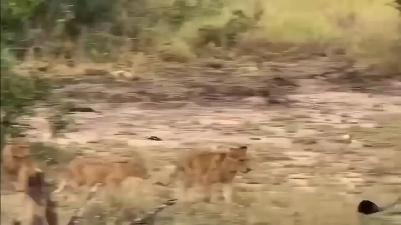 خطر له شدن شیر ماده زیر پای فیل؛ واکنش جالب شیرها را ببینید